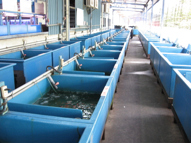goldfish bins