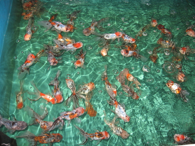 more goldfish