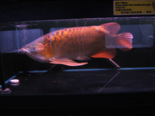 $6000 Arowana