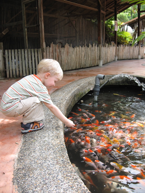 Aidan feeds the Koi