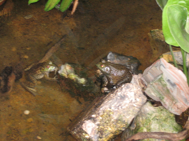 Bullfrogs