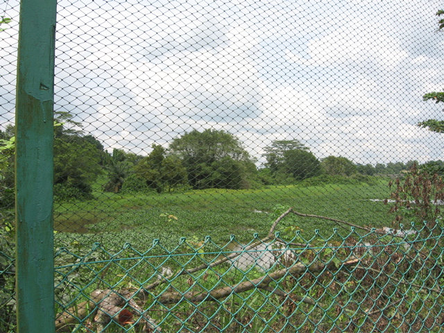 Wetland