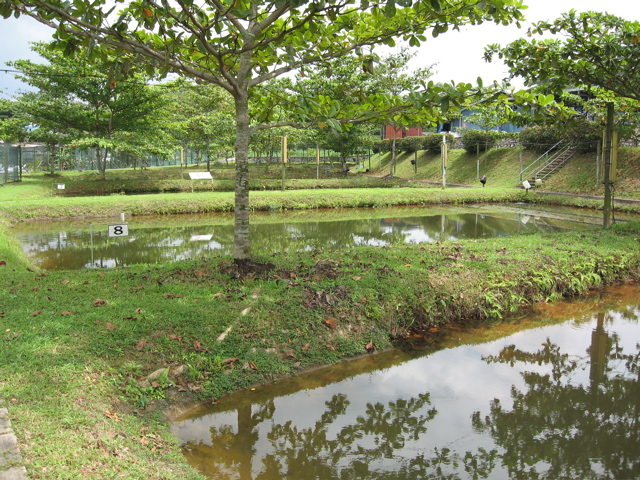More ponds