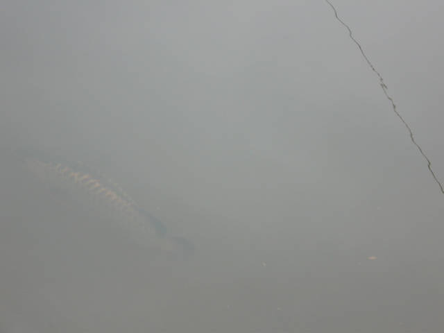 Arowana in pond