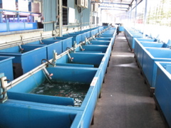 goldfish bins