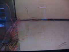 pipefish