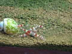 Crystal Shrimp