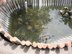 Turtle pond #2