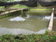 Arowana pond #2
