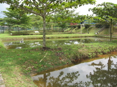 More ponds