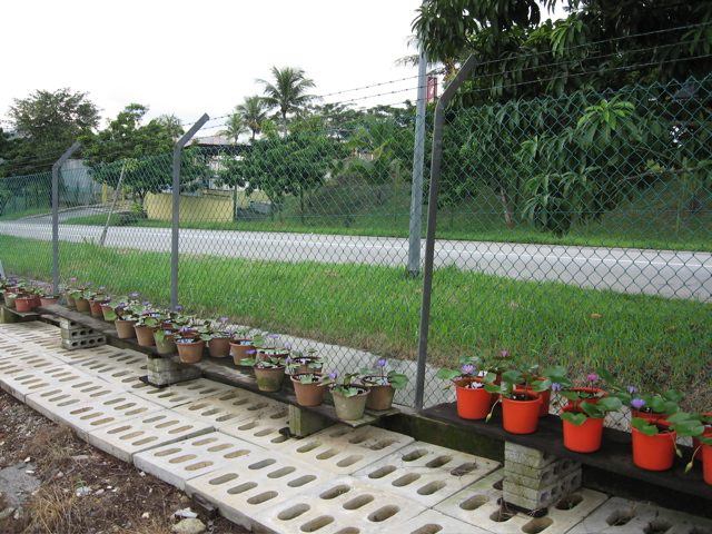 Lilly nursery