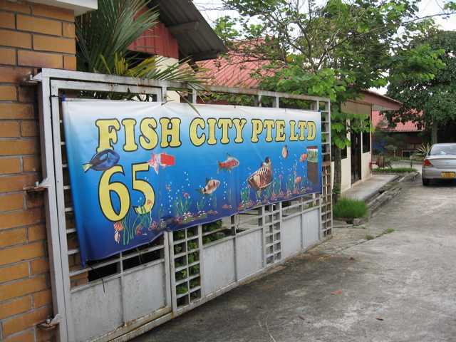 Fish city