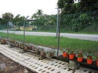 Lilly nursery