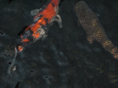 IMG_0854.JPG