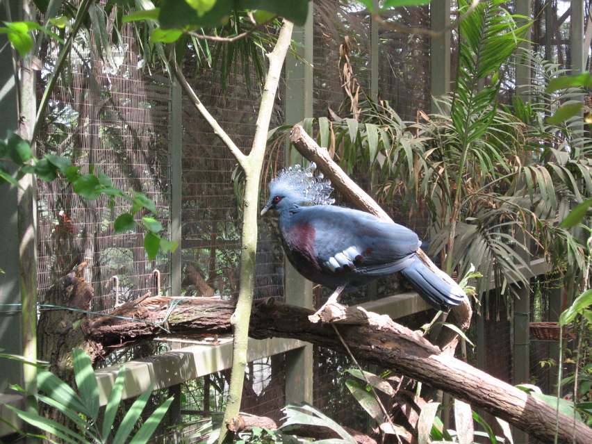 Crowned Pigeon