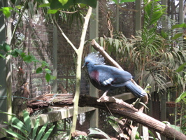 Crowned Pigeon