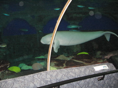 Dugong