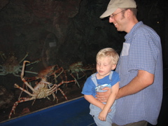 Spider crab